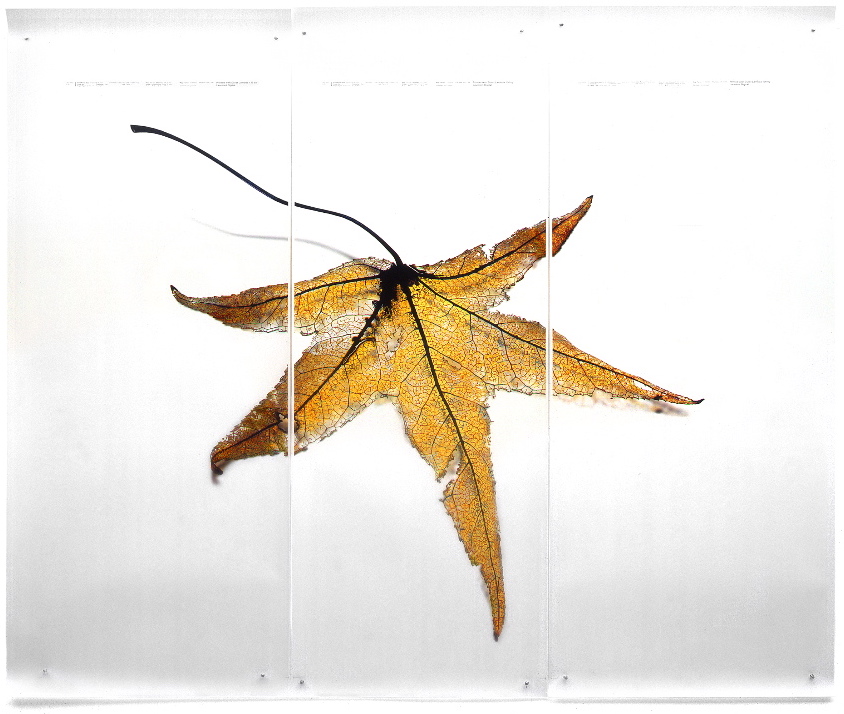 アート・デザイン・音楽 MIKE & DOUG STARN ATTRACTED TO LIGHT SET ATTRACTED STARN DOUG & MIKE アート・デザイン・音楽 TO Art Fine